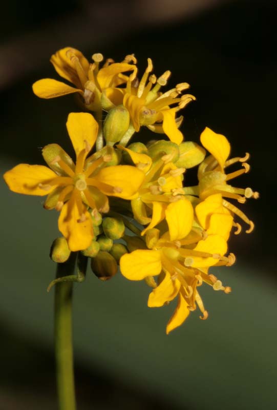 Brassicacées - X1 - Anjou RED 3.jpg