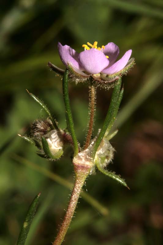 Caryophyllacées - SPERGULAIRE SP RED 2.jpg