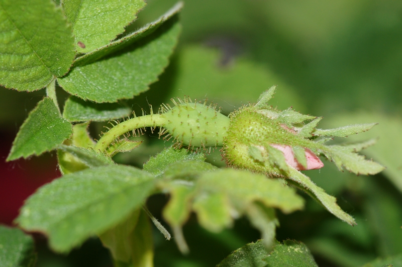 Rosa tomentosa (Copier).JPG