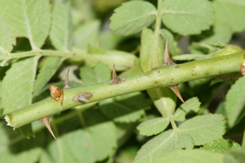 Rosa tomentosa (8) (Copier).JPG