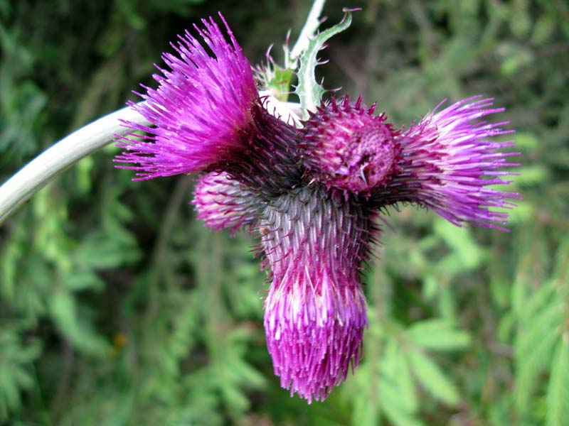 Asteracées - Cirsium RED 2.jpg