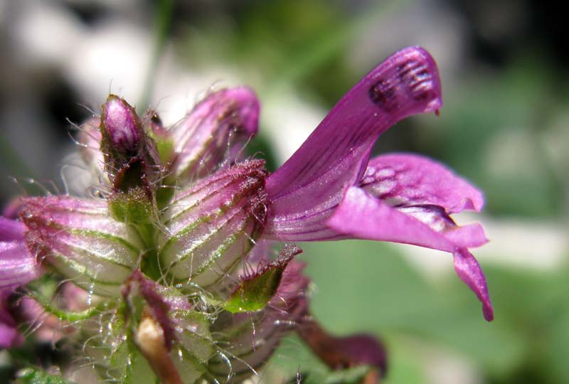 Scrofulariacées - Pediculariis RED 3.jpg