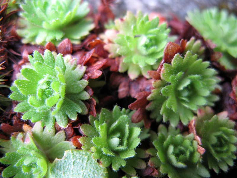 Saxifragacées - Saxifraga sp 04 - RED 3.jpg