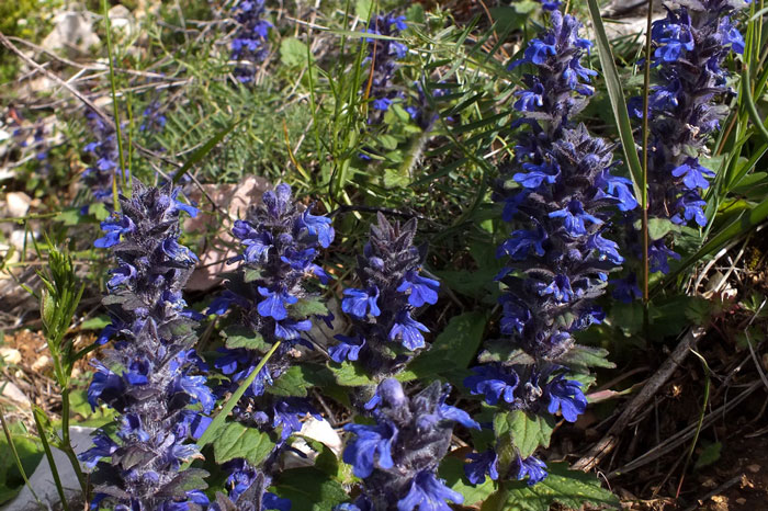 Ajuga-genevensis-1a.jpg