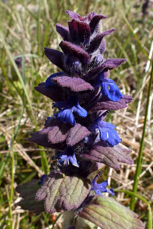 Ajuga-genevensis-1c.jpg