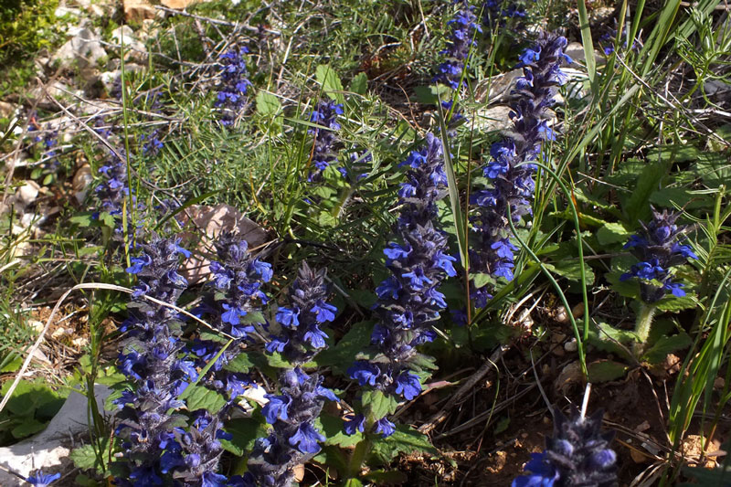 Ajuga-genevensis-1b.jpg