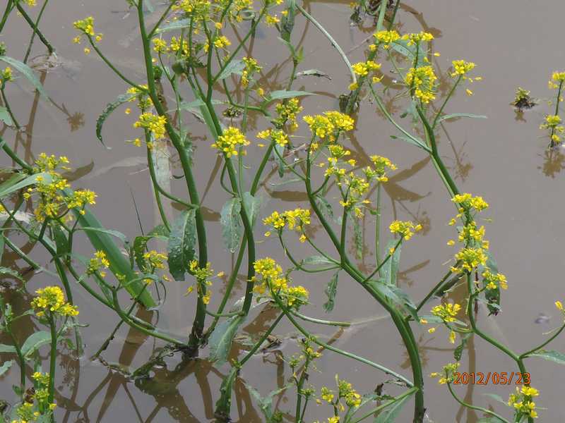 FLEUR JAUNE AQUATIQUE.JPG