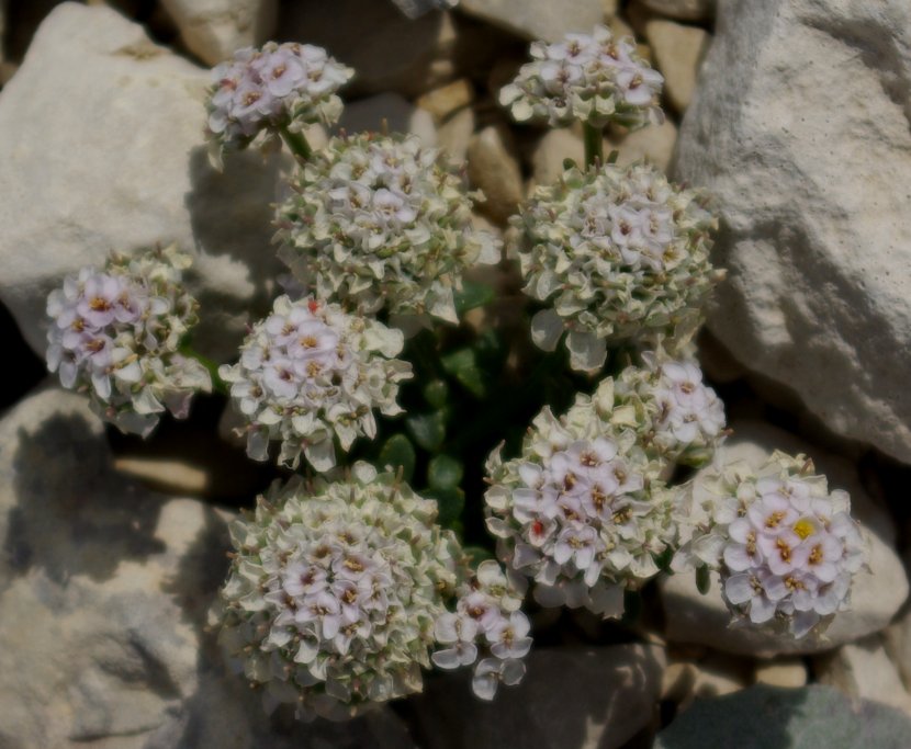 Iberis prutiii Tineo ssp. candolleana Jordan.jpg