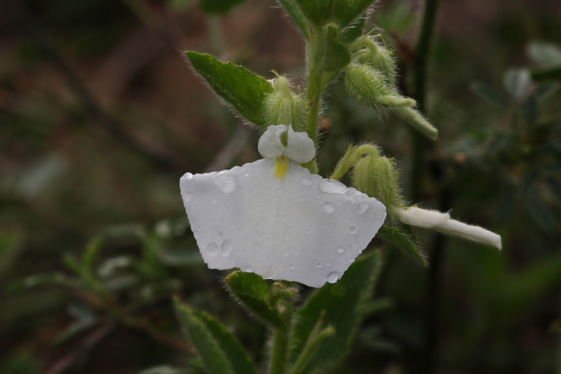 Hybanthus-calceolaria.jpg