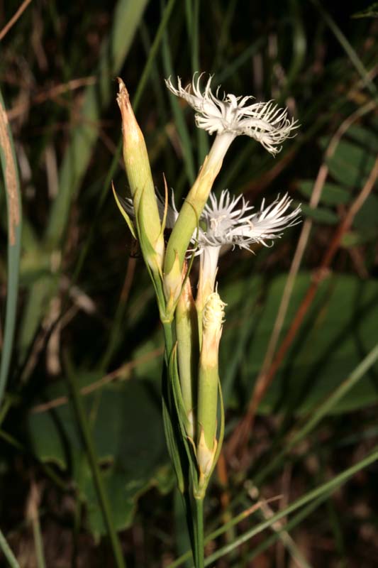 Caryophyllacées - Dianthus sp - Croatie 07-12 1.jpg