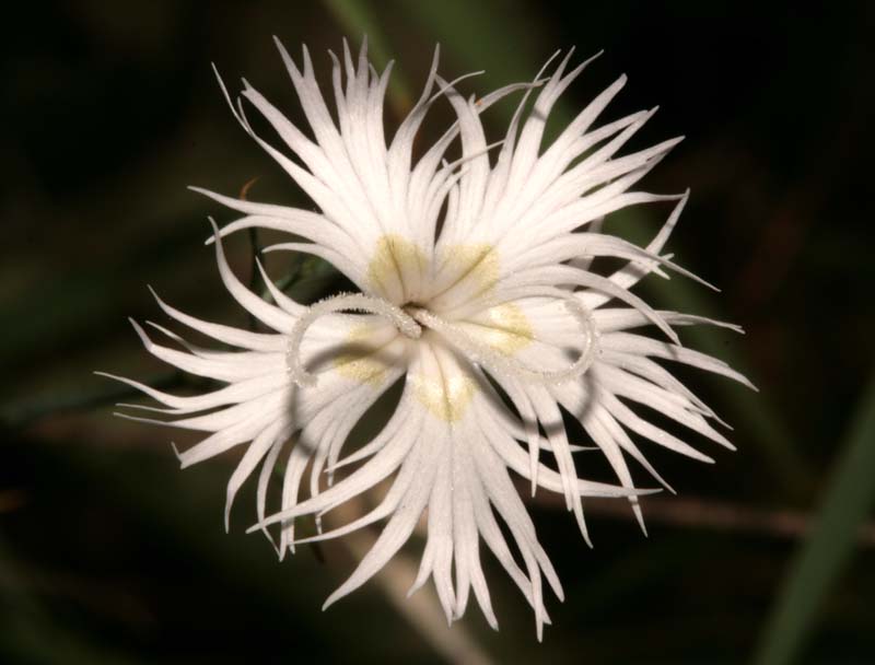 Caryophyllacées - Dianthus sp - Croatie 07-12 2.jpg