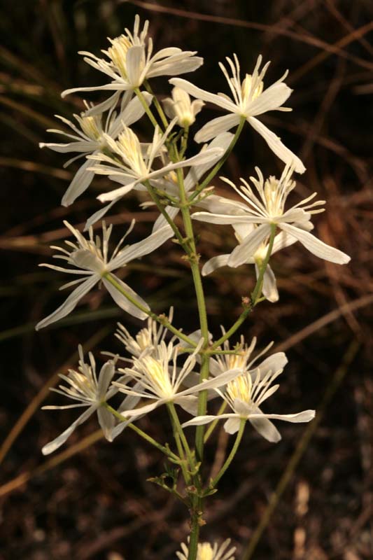 Renonculacées - Clematis sp (C. ) - Croatie 07-12 2.jpg