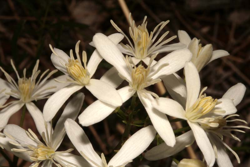 Renonculacées - Clematis sp (C. ) - Croatie 07-12 4.jpg