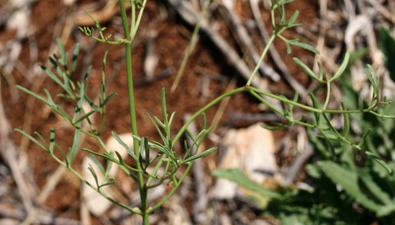 Renonculacées - Clematis sp (C. ) - Croatie 07-12 5.jpg