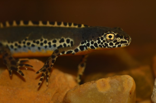 Triturus alpestris (19).JPG