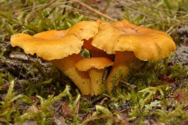 Cantharellus cibarius (1).JPG