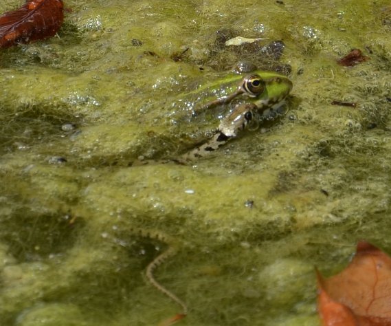 Copy of couleuvre et grenouille 605~1.JPG