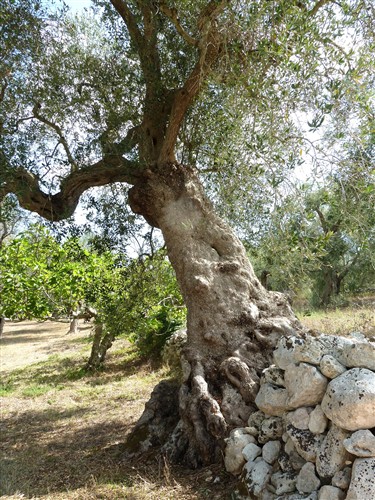 murette et olivier