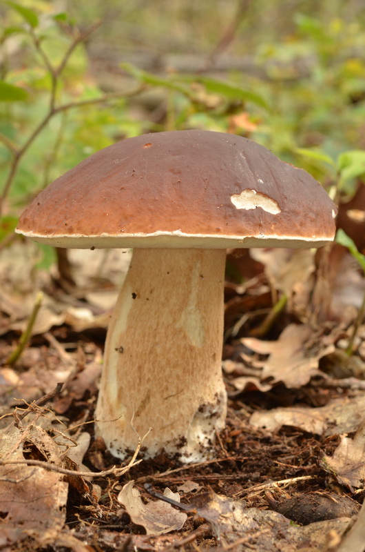 Boletus edulis (3).JPG