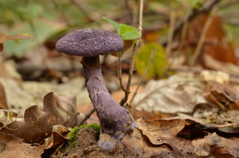 Cortinarius violaceus.JPG