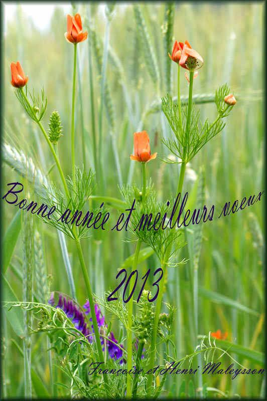 01-2013-voeux-prairie-fleur.jpg