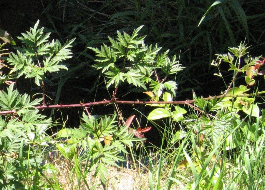 Rubus laciniatus.JPG