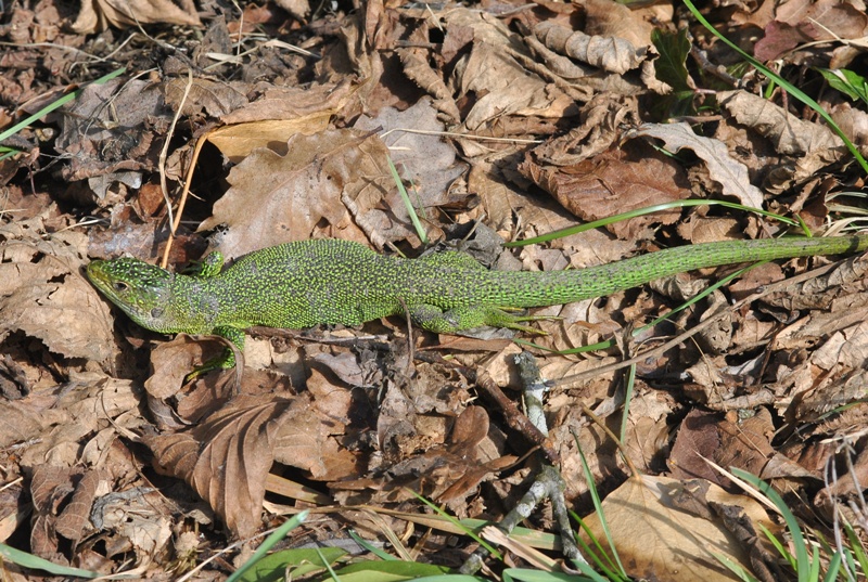 Lacerta bilineata Daudin, 1802 - Lézard vert.JPG