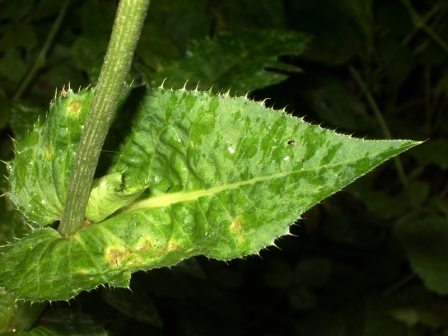 feuille haute