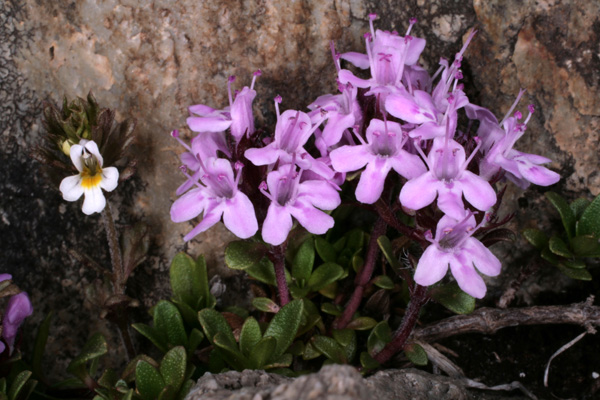 Scrophulariacées - Euphrasia sp et Genre inconnu Ecrins RED 2400 m.jpg