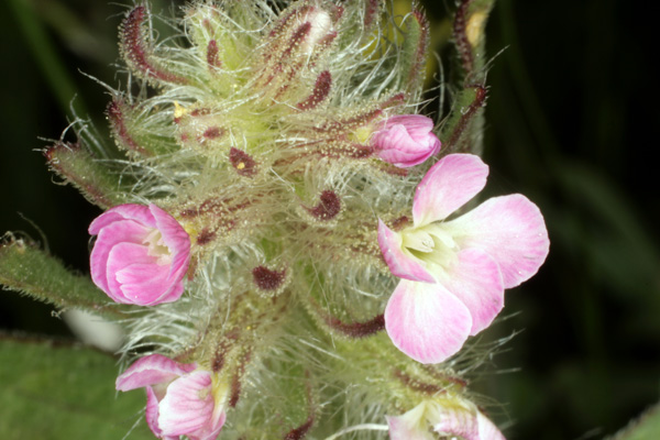 Caryophyllacées - X1 - Pyrénées Orientales RED 2.jpg