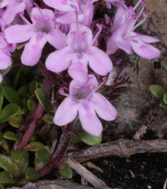 Scrophulariacées - Euphrasia sp et Genre inconnu Ecrins RED 2400 m 2.jpg