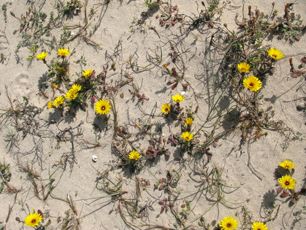 Asteracées - Fleurs jaunes - Djerba RED 06.jpg