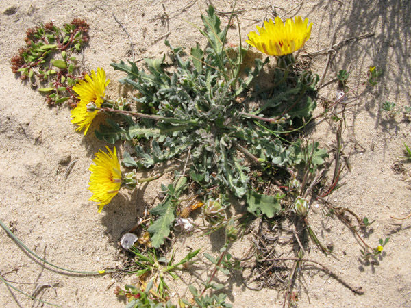 Asteracées - Fleurs jaunes - Djerba red 07.jpg