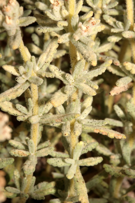 Fabacées - Anthyllis sp - Croatie RED 3.jpg