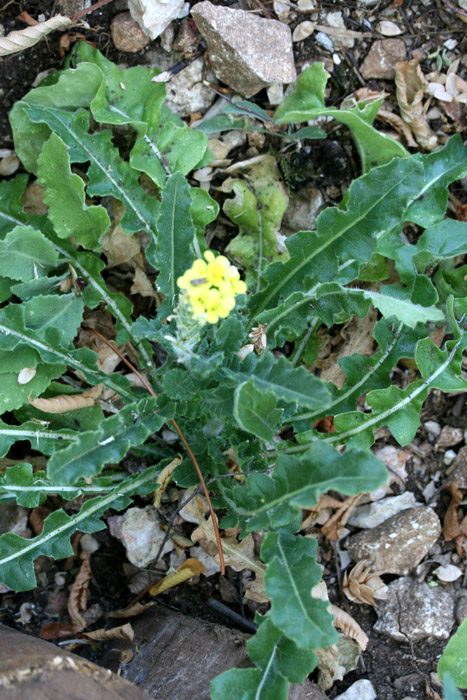 Brassicacées - RED - Croatie 07-12 1.jpg