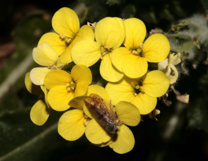 Brassicacées - RED - Croatie 07-12 2.jpg