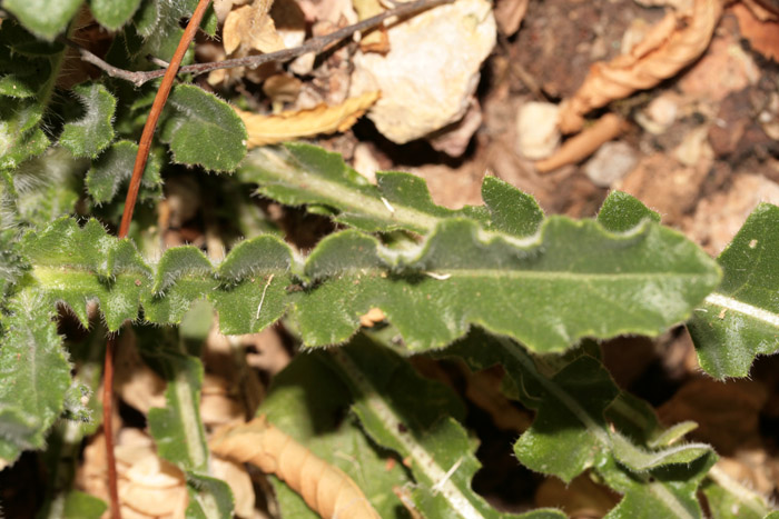 Brassicacées - RED - Croatie 07-12 3.jpg