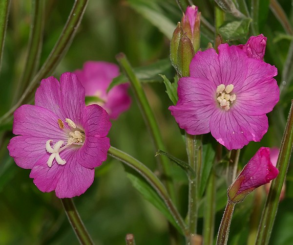 Epilobium hirsutum