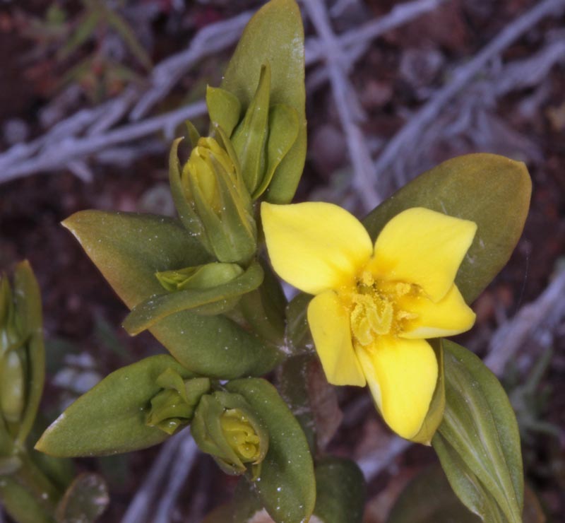 Fleur jaune RED_modifié-1.jpg