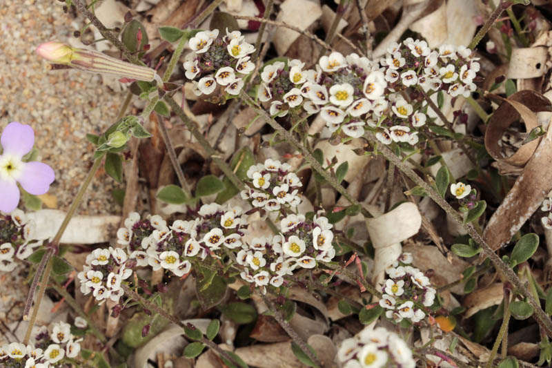 Brassicacées - Lepidium oxyotum 1RED.jpg