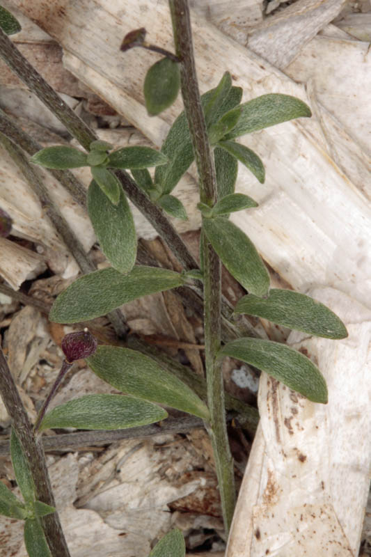 Brassicacées - Lepidium oxyotum 5RED.jpg