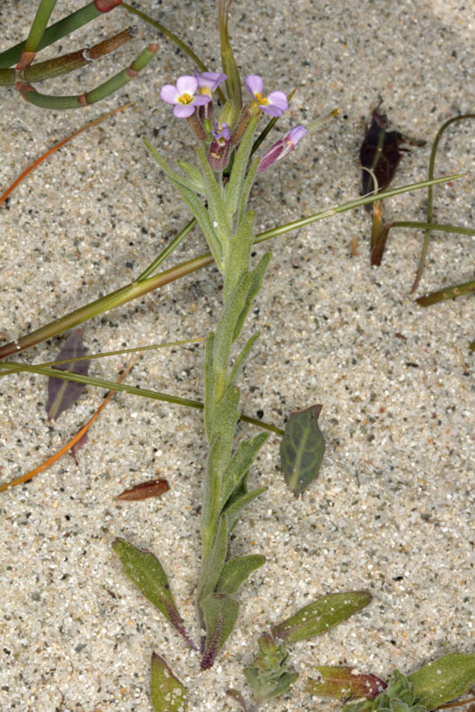 Brassicacées - Matthiola sp - Corse 13-04 NE 1RED.jpg