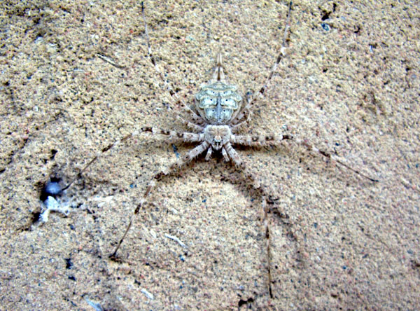 Arachnidées - X Araignée Casamance red.jpg