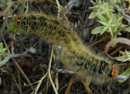 Chenille processionnaire - Campo - DSC_2002 - Copie.JPG