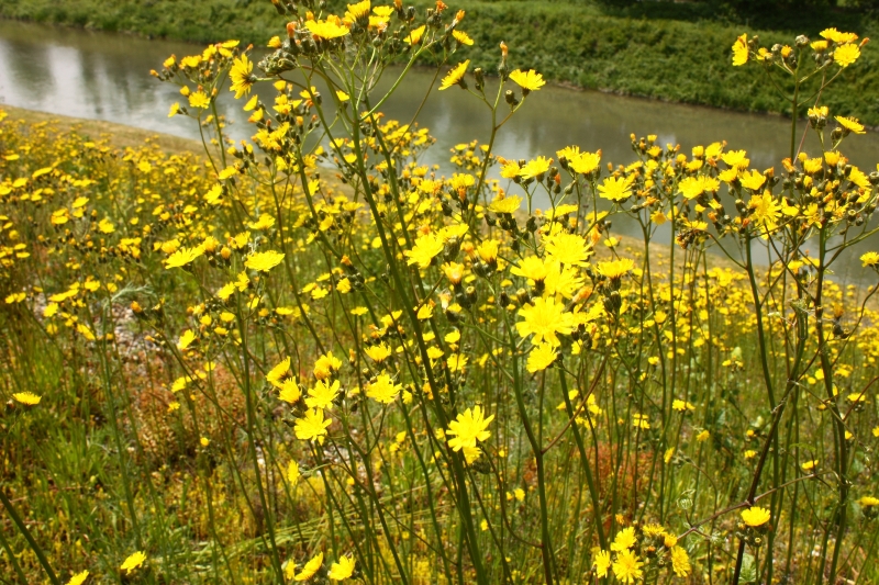 Hieracium rothianum XXX 03.jpg