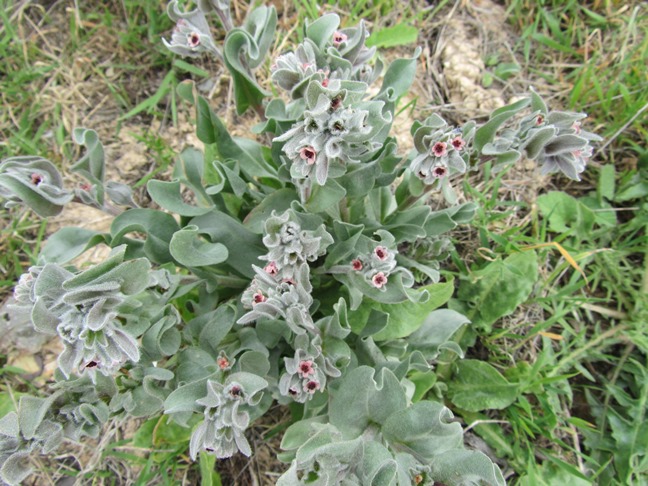 Cynoglossum cheirifolium - ff.jpg