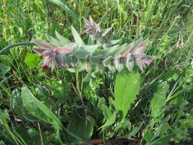 Cynoglossum cheirifolium - zz.jpg
