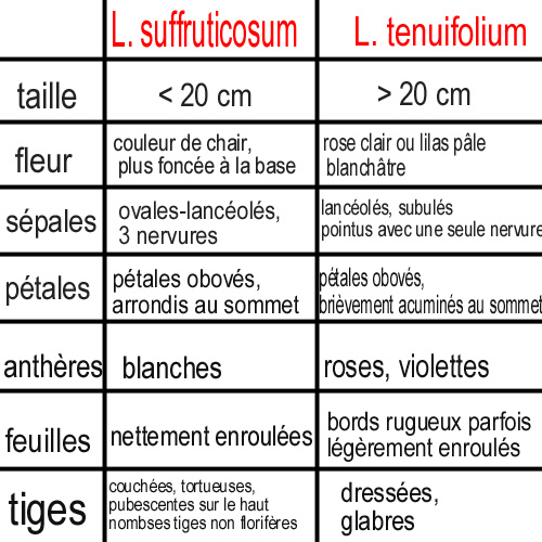 Linums- 1.jpg