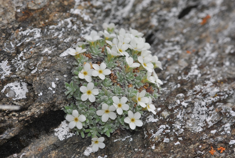 Androsace vandellii (Turra) Chiov.