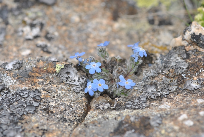 Eritrichium nanum (L.) Schrad. ex Gaudin